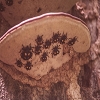 Plants: image 135 Of 208 Thumb
